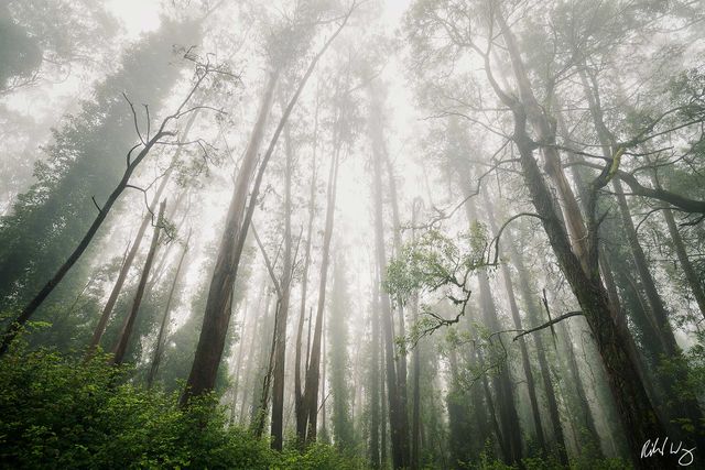 Forest In The Sky print