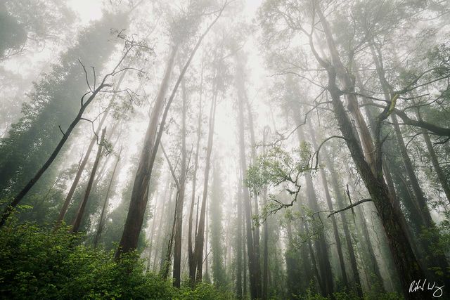 Foggy Eucalyptus Forest, San Francisco, California