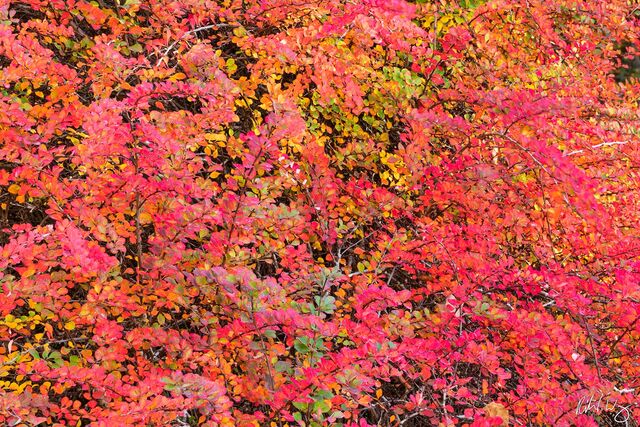 Peak Fall Foliage in Asian Garden, UC Berkeley Botanical Garden, California, photo