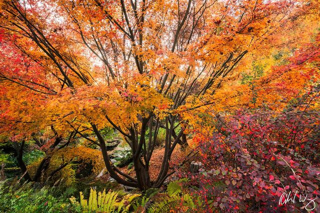 Japanese Maple Tree at UC Berkeley Botanical Garden, Berkeley, California