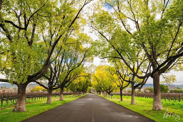 Rutherford Trees