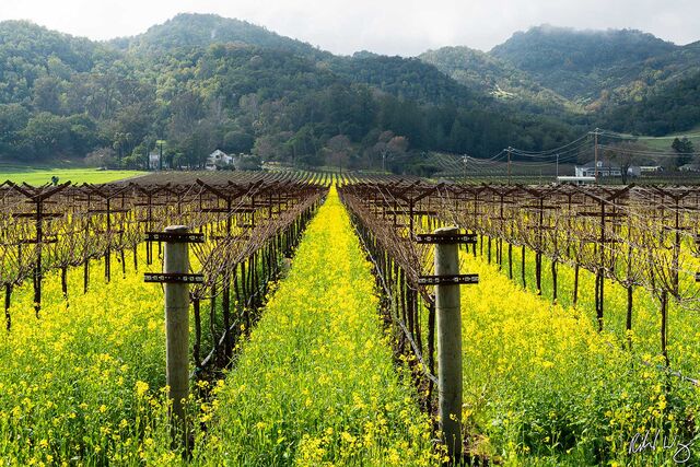 Sleeping Lady Vineyard print