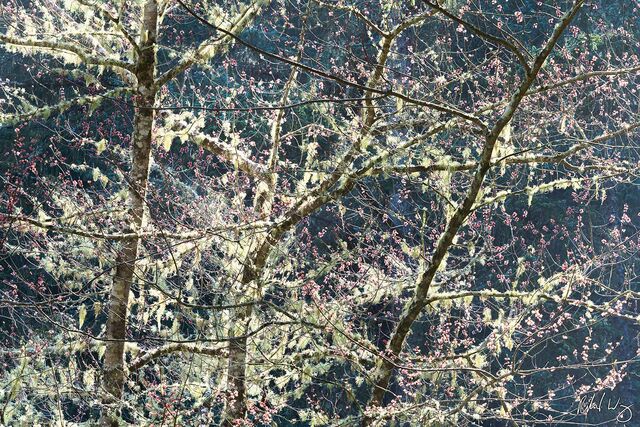 Lichen Covered Branches & Pink Flowers, Shore Acres State Park, Oregon, photo