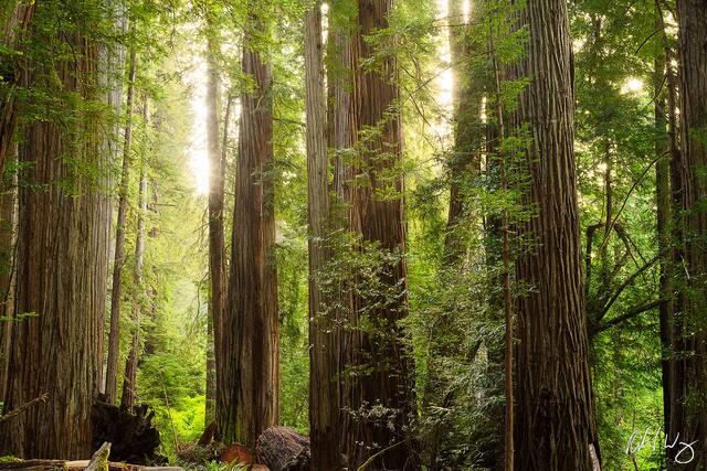 Old-Growth Redwood Forest, Jedediah Smith Redwoods State Park, California