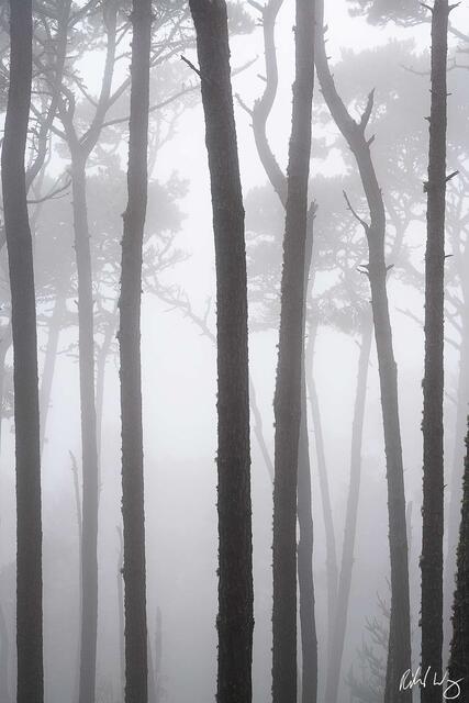Forest In The Mist print