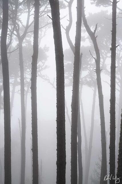 Monterey Pines In Fog, Pebble Beach, California, photo