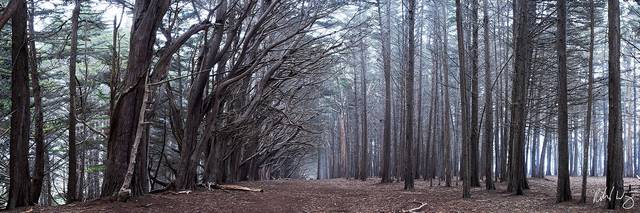 Monterey Cypress Tree Forest Panoramic