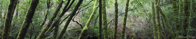 Mossy Forest Panoramic