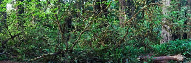 Panoramic Photo of Dense Temperate Rainforest, Prairie Creek Redwoods State Park, California