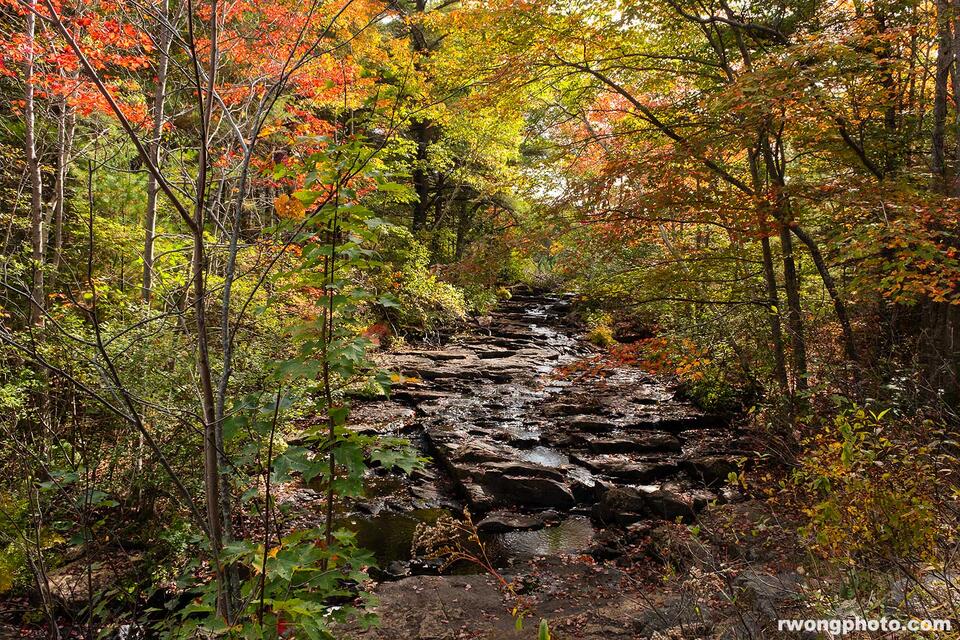 Duck Brook Fall Foliage print
