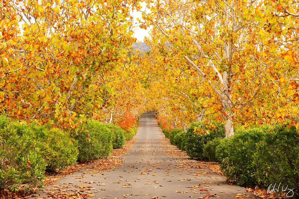 Fall Color Tree-Lined Driveway, Napa, California, photo
