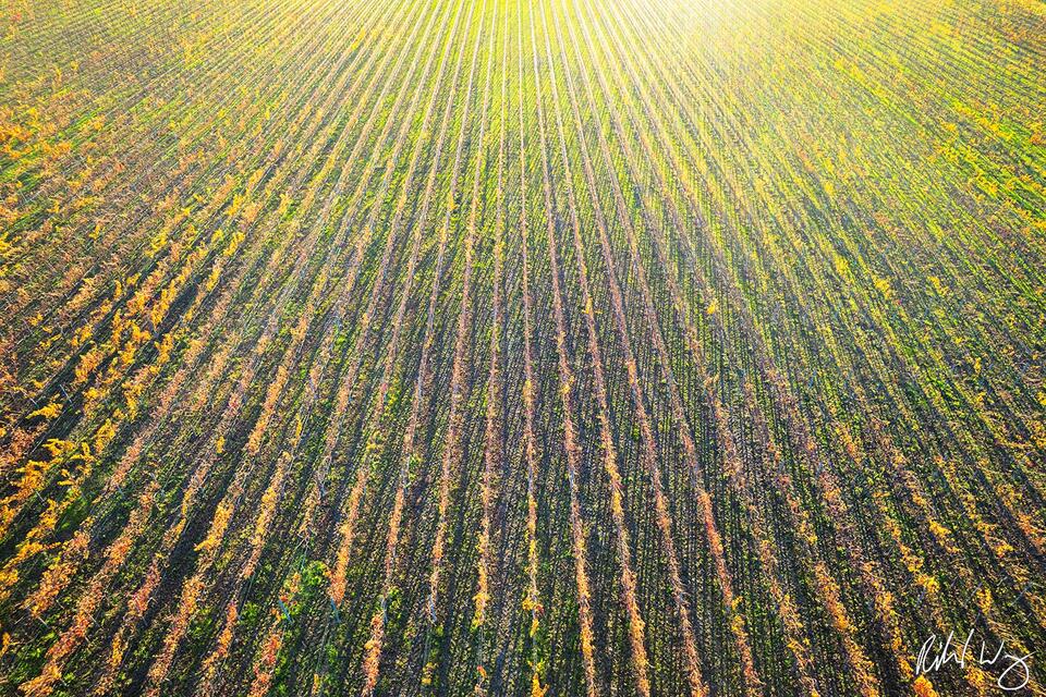 Oakville Vineyard Aerial at Sunset, Napa Valley, California, photo