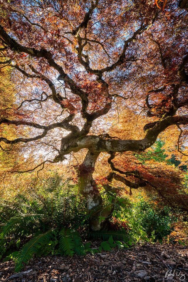 Tree of Radiance II print