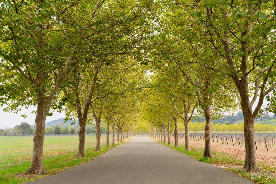 Alexander Valley Trees print