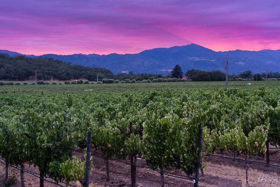 Summer Sunset in Napa Valley, California, photo