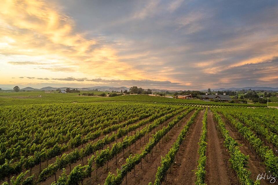 Bouchaine Vineyards print