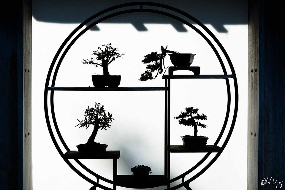 Bonsai Trees Silhouette print