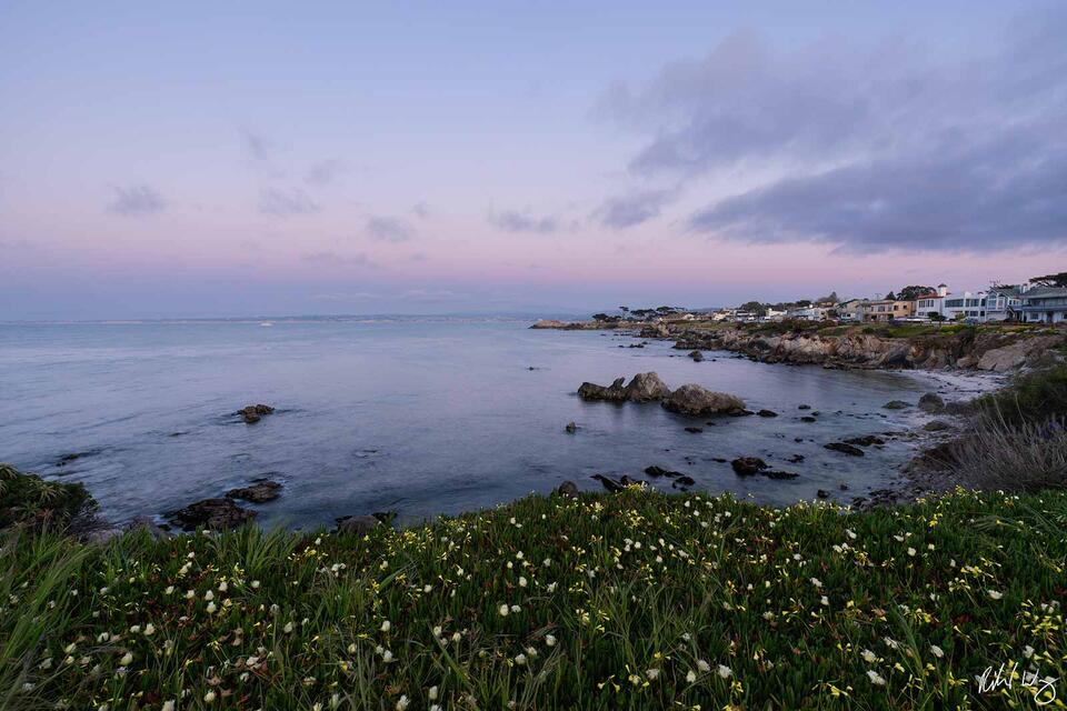 Pacific Grove Flowers print