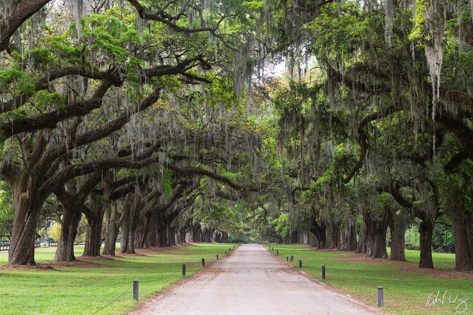 Avenue of the Oaks print