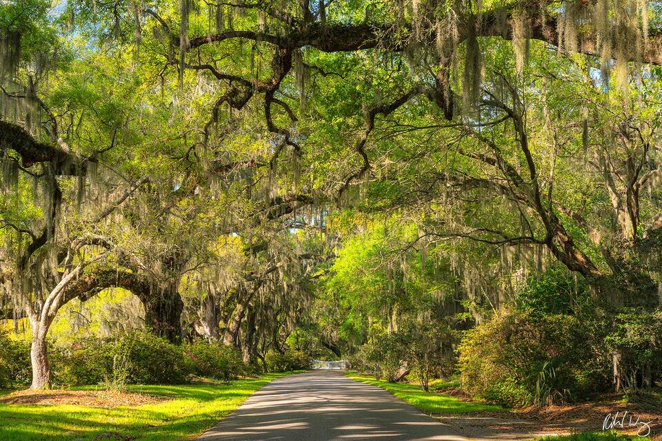 Southern Live Oak print