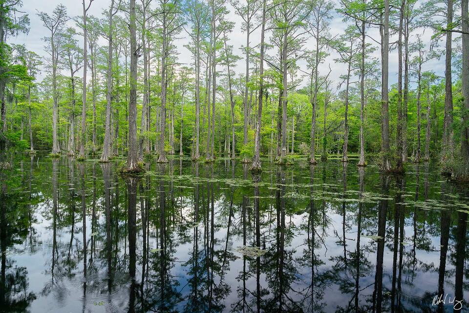 Cypress Gardens Swamp, Moncks Corner, South Carolina, photo