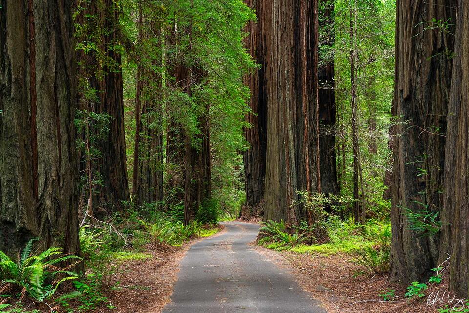 California Federation of Womens Clubs Grove print