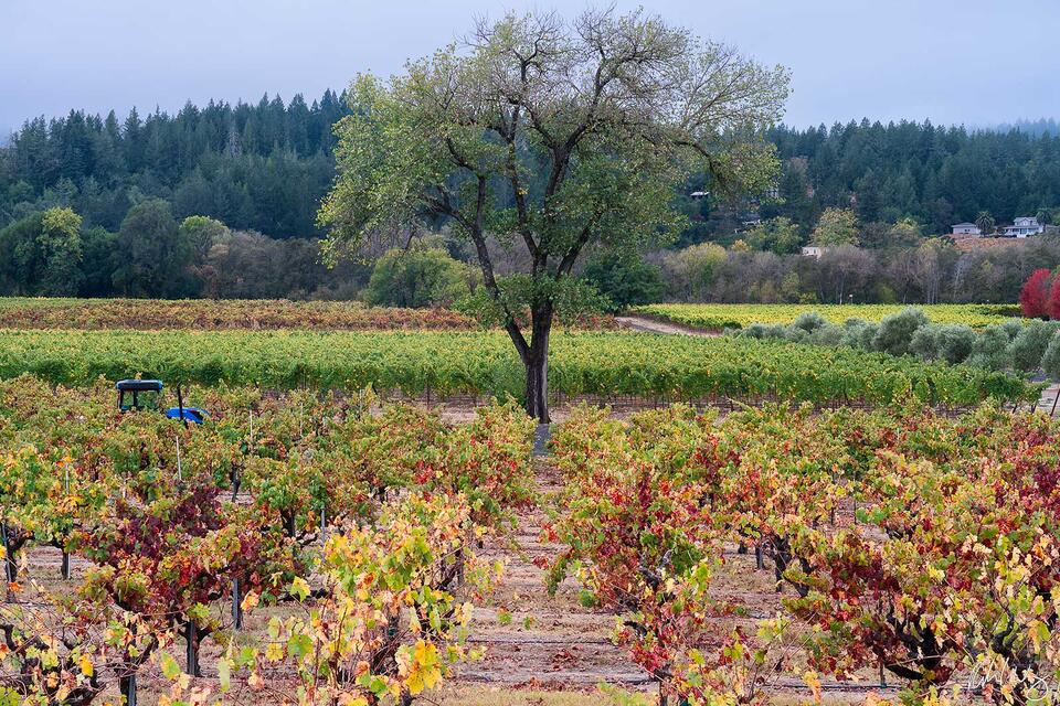 Fall Morning in Dry Creek Valley print