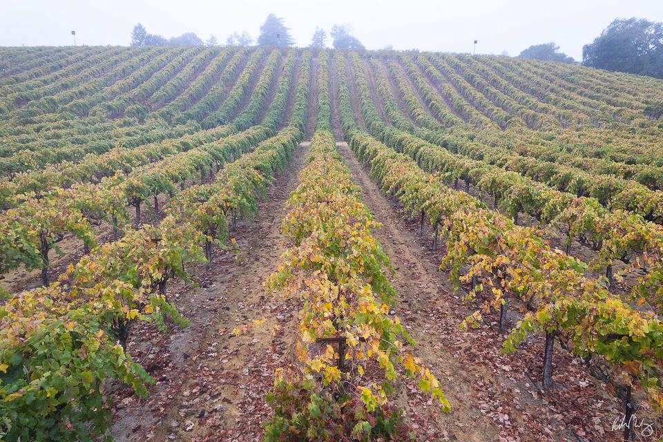 Fall Morning in Russian River Valley print