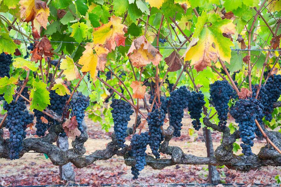 Russian River Valley Pinot Noir Grapes print