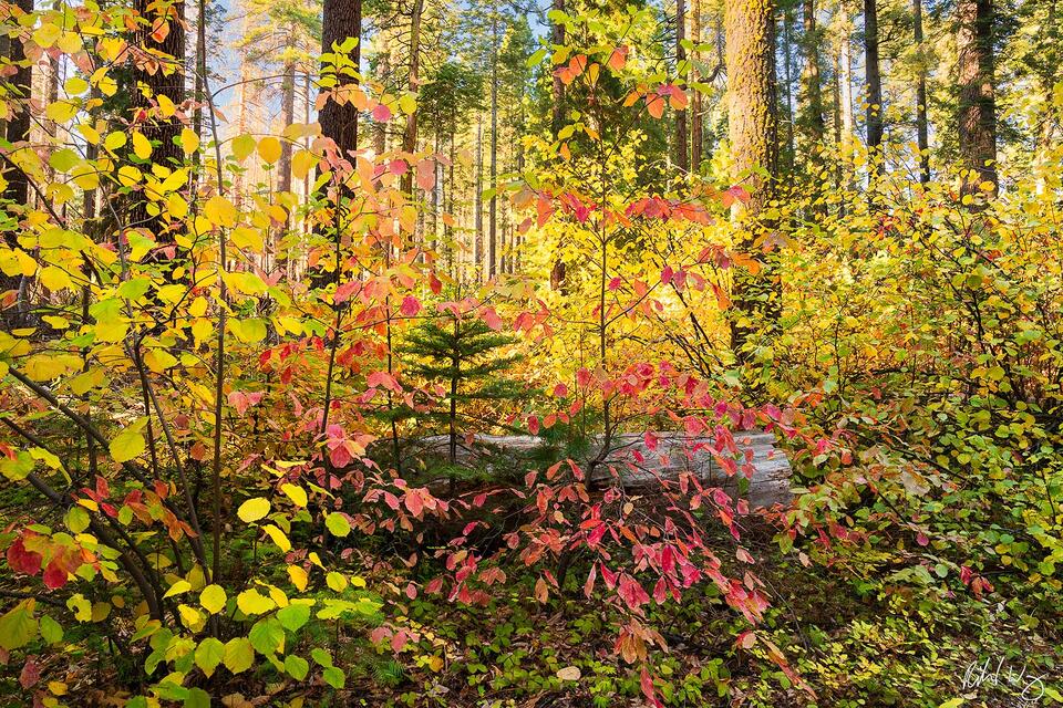 Dogwood Fall Color, Calaveras Big Trees State Park, California photo