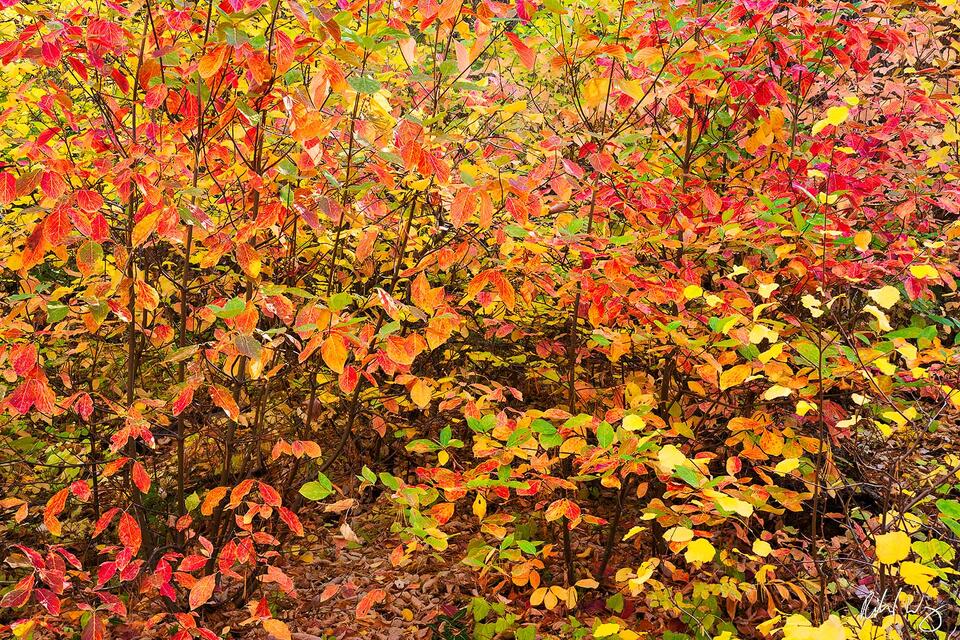 Nature's Canvas print