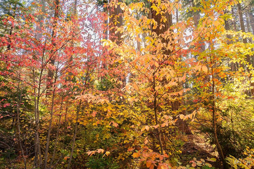 Dogwood Peak Fall Colors, Calaveras Big Trees State Park, California photo