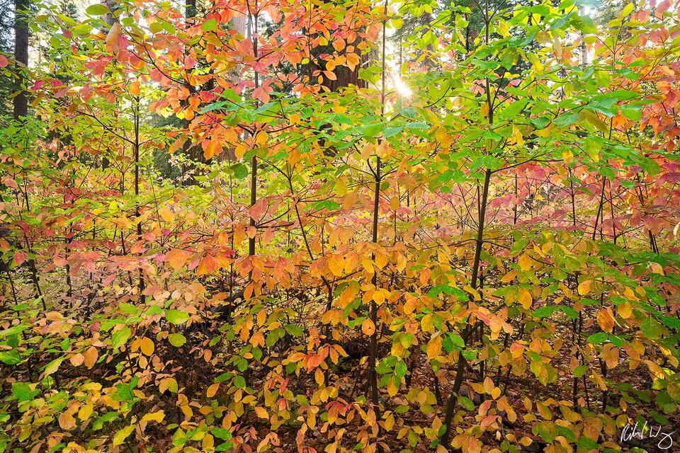 Dogwood Fall Color, Calaveras Big Trees State Park, California photo
