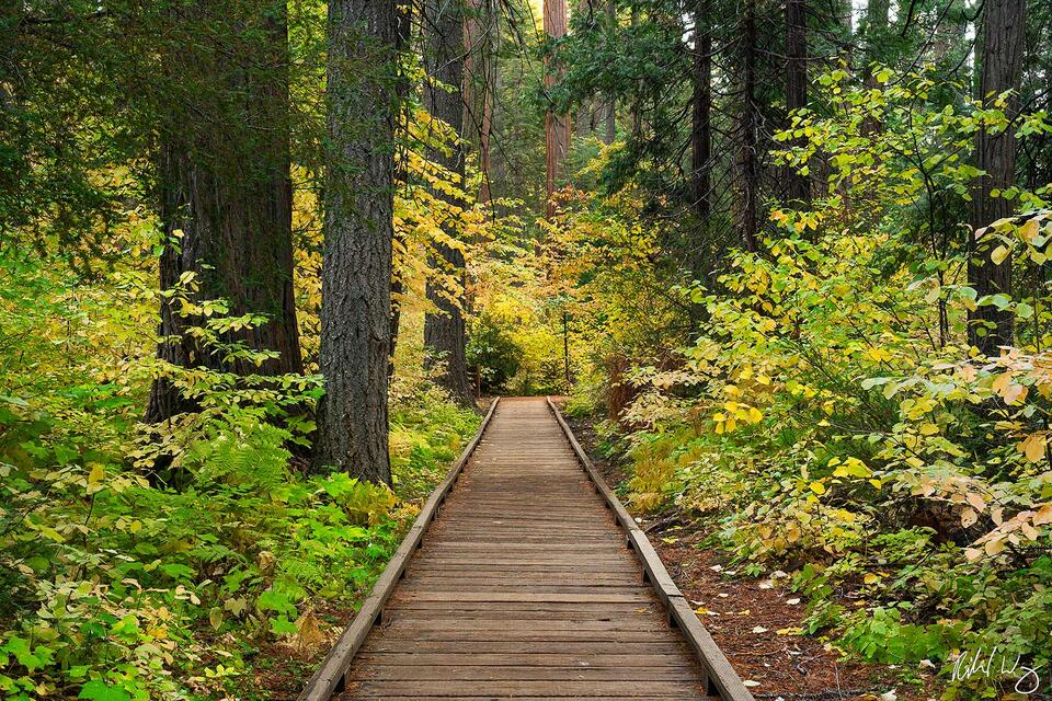 Dogwood-Lined Pathway Through Forest During Fall Season, Calaveras Big Trees State Park, California photo