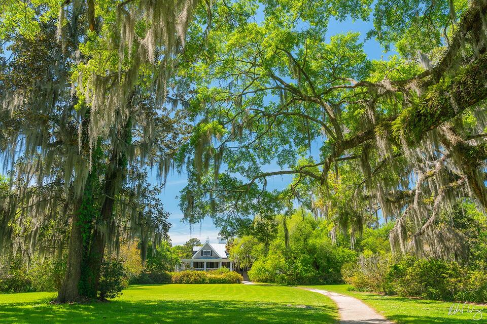 Magnolia Plantation House print