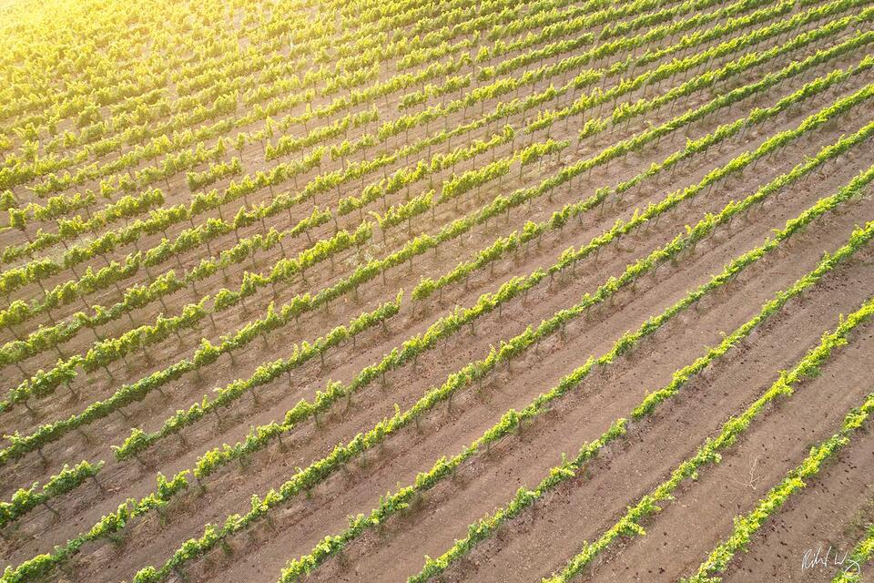 Pinot Noir Aerial Vineyard at Sunset, Carneros Region, California, photo