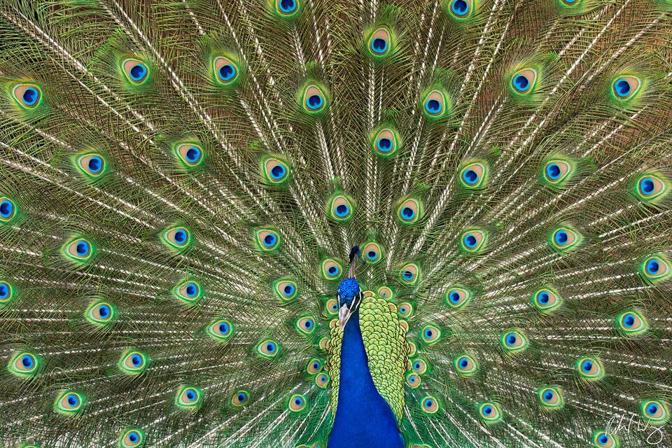 Peacock print
