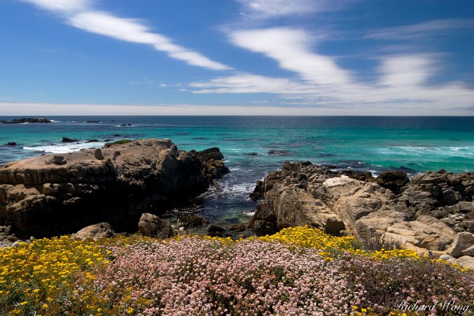 17 Mile Drive Coastal Wildflowers print