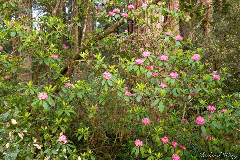 Rhododendron Blooms, Coast Redwood Trees (Sequoia sempervirens), Lady Bird Johnson Grove, Redwood National Park, California, photo