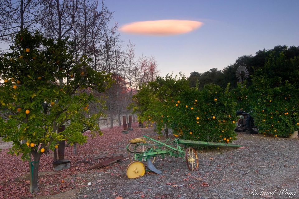 The Orange Grove UFO print