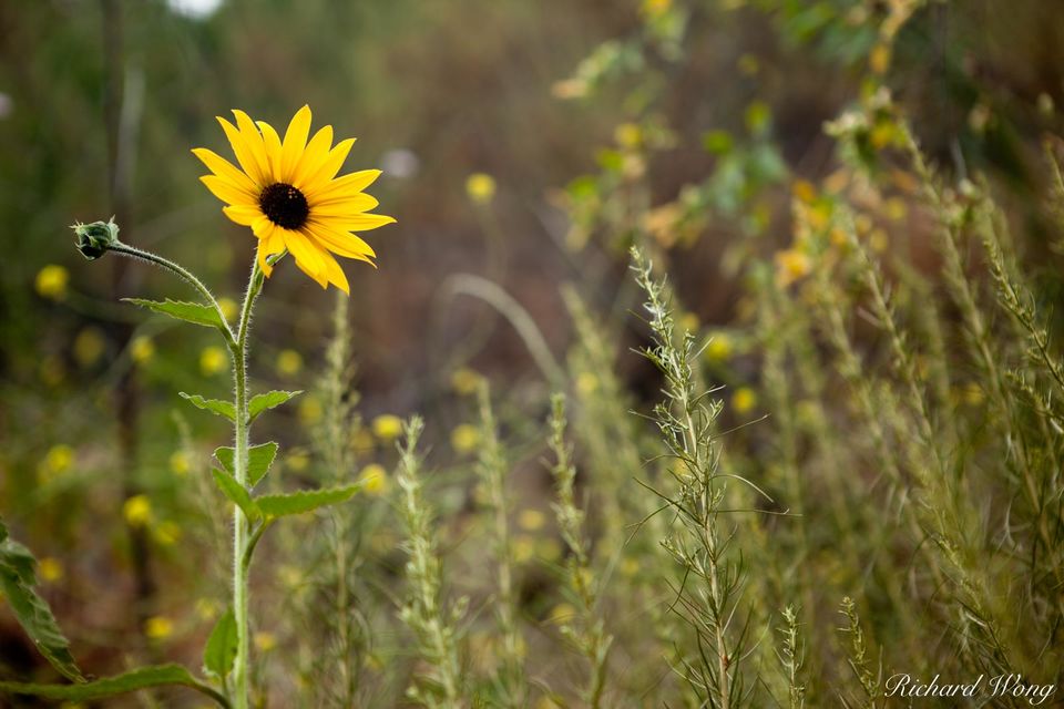 Wild Sunflowers at Big Dalton Canyon Wilderness Park, Glendora, California