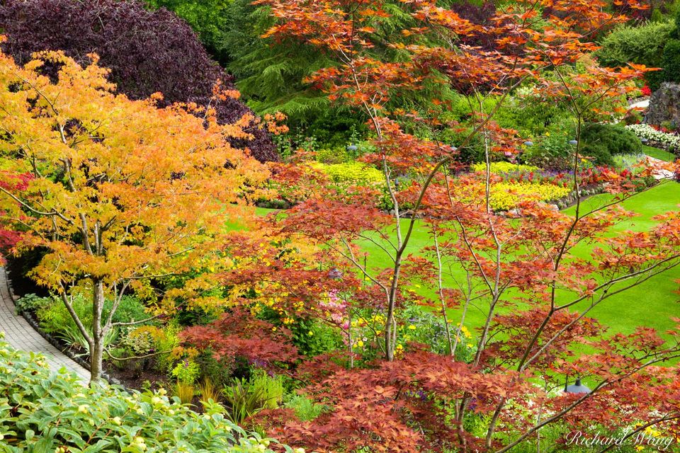 Japanese Maple Trees Fall Color - Sunken Garden, Butchart Gardens, Vancouver Island, B.C.