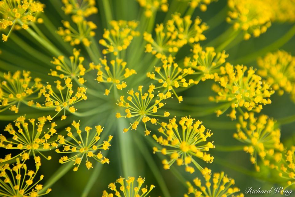 Bloom Dill