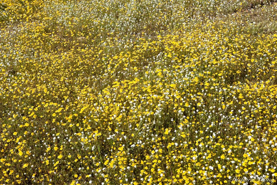 Lake Elsinore Wildflowers print