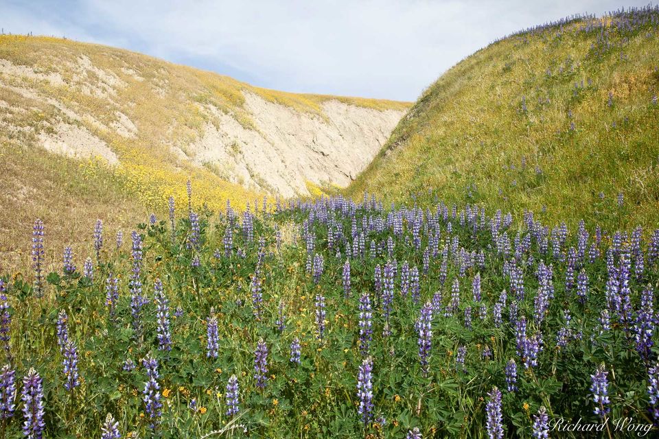 Wind Wolves Lupine print