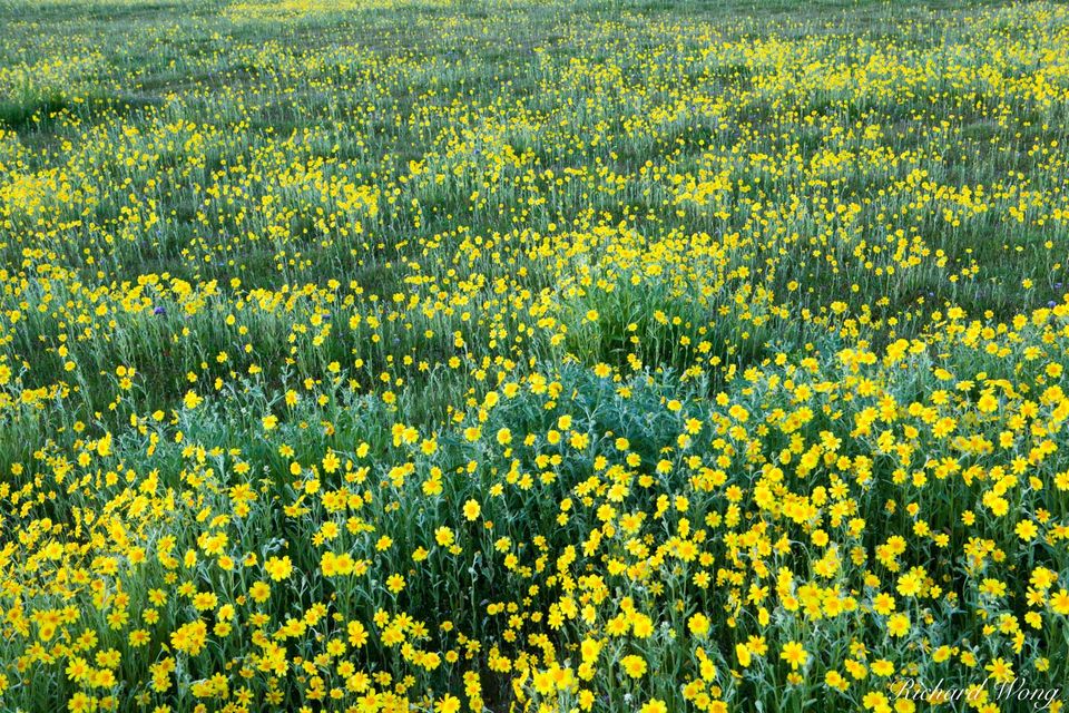 Carrizo Plain print