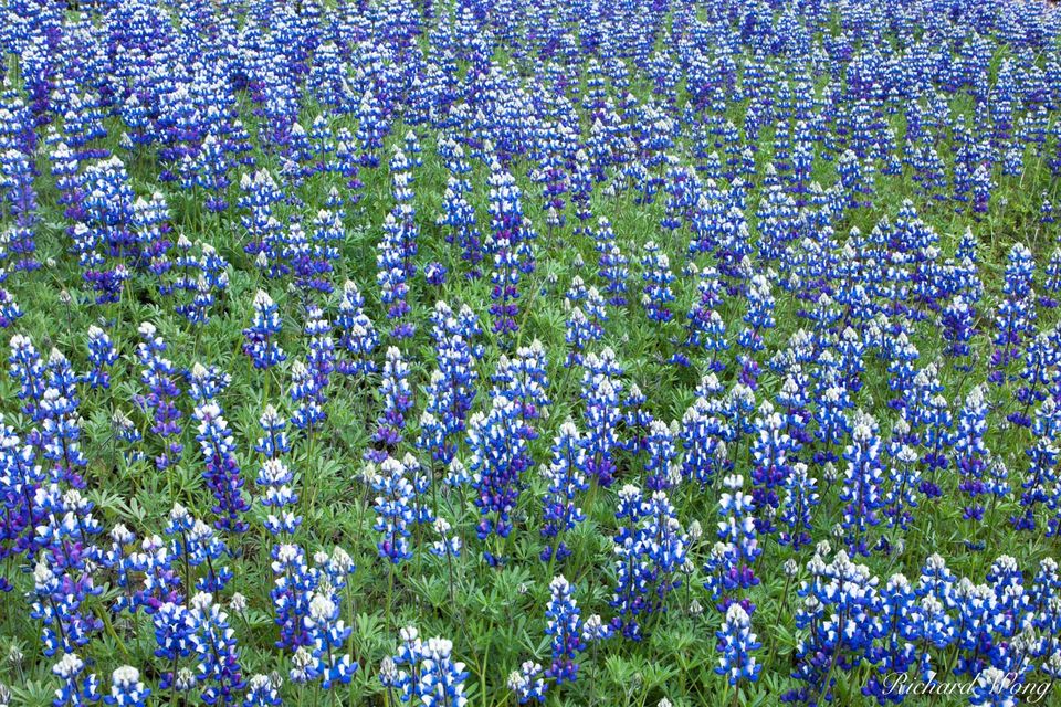 Lupine Wildflowers, Figueroa Mountain Recreation Area, California
