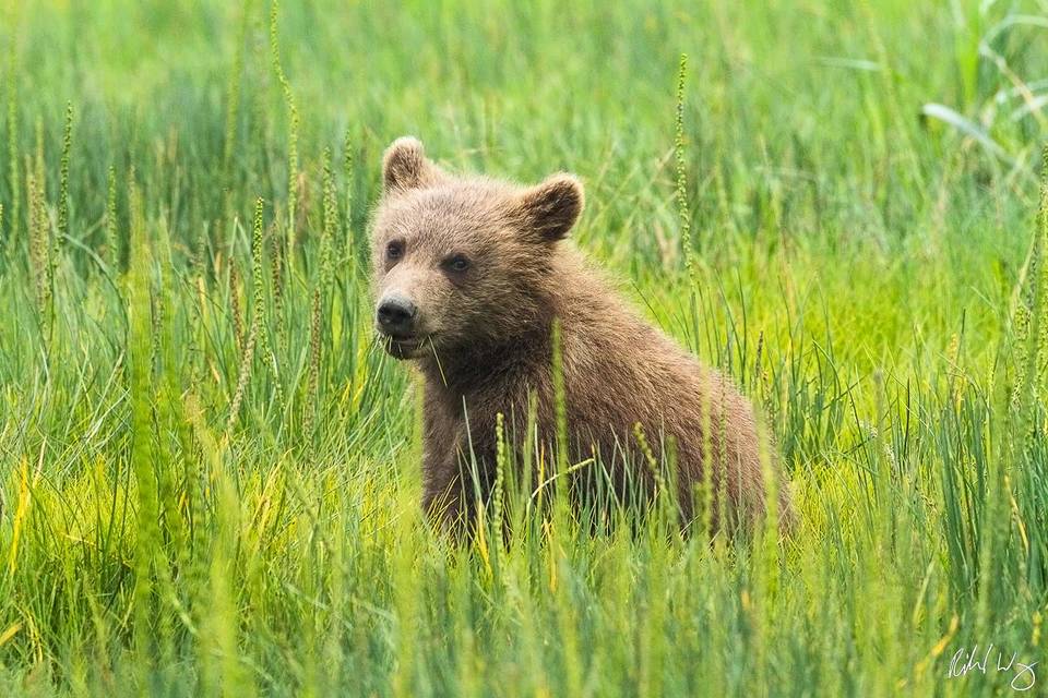 Grizzly Bear Cub print