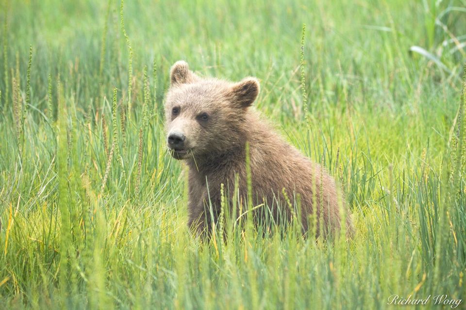 Grizzly Bear Cub print