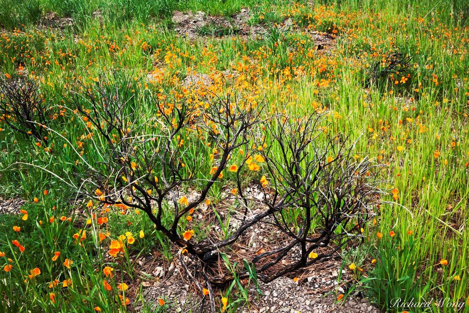 Golden Poppies Growing in Burn Area on Figueroa Mountain, Los Padres National Forest, California